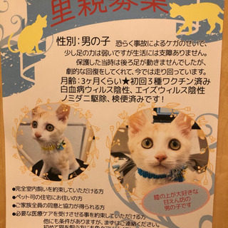 埼玉県 坂戸市の猫の里親募集 ジモティー