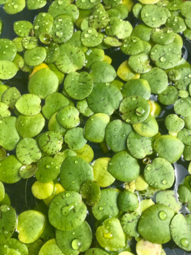 アマゾンフロッグピット増量しましたメダカ水槽などに しゅう 新座のその他の中古あげます 譲ります ジモティーで不用品の処分