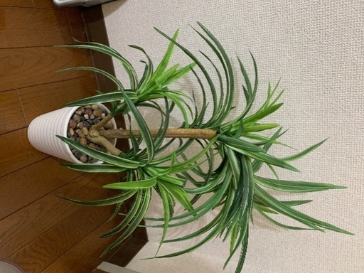 ニトリ の観葉植物本物の植物ではありません いつき 三条のインテリア雑貨 小物 置物 オブジェ の中古あげます 譲ります ジモティーで不用品の処分