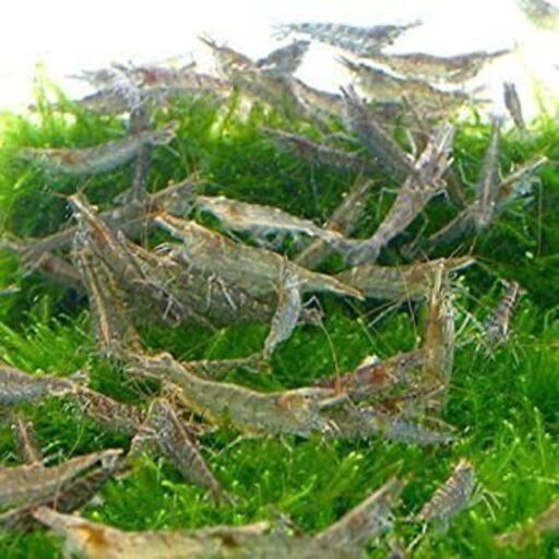 ミナミヌマエビと水草セット 太志 水戸の手帳の中古あげます 譲ります ジモティーで不用品の処分