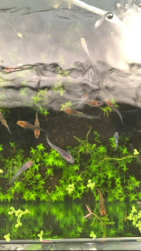 代理出品です！　オーロラ黄ラメメダカ　若魚12匹以上セット❗1セットのみ