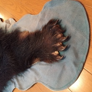 北海道 熊の毛皮（ヒグマ　すべて爪あり　ラグマット　敷物）