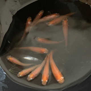 中古楊貴妃めだかが無料 格安で買える ジモティー