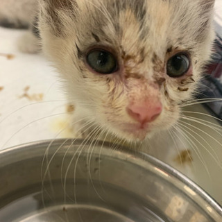 子猫2匹 里親募集しています🌷 − 茨城県