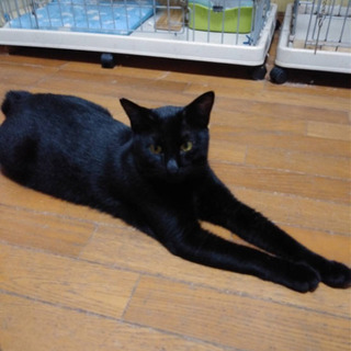 【人気の黒猫】デューク君【元飼い猫？】