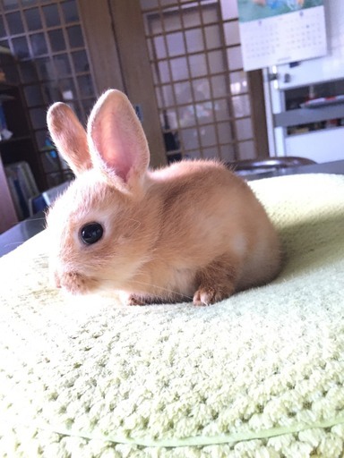 ネザーの子うさぎsos ミキティ 吉富のその他の里親募集 ジモティー ネザーの子うさぎsos ミキティ 吉富のその他の里親募集 ジモティー