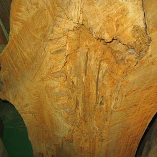 柳丸太 半割り 長さ 142cm 大きく重いので引取りです。