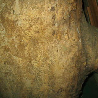 柳丸太 半割り 長さ 142cm 大きく重いので引取りです。