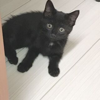 2ヶ月弱の黒猫の女の子