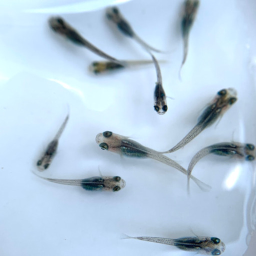 黒メダカ 稚魚10匹 ねこひげ 五香のその他の中古あげます 譲ります ジモティーで不用品の処分