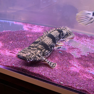 エンドリケリー 