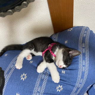 ハチワレの子猫（2.5〜3ヶ月くらい） − 青森県
