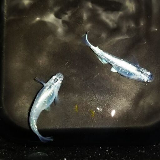 月光メダカの稚魚 メダカハウス 0 板野のその他の中古あげます 譲ります ジモティーで不用品の処分