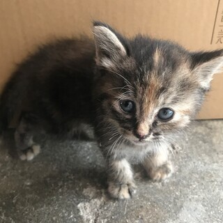 生後一ヶ月ぐらいの子猫ちゃんの里親募集