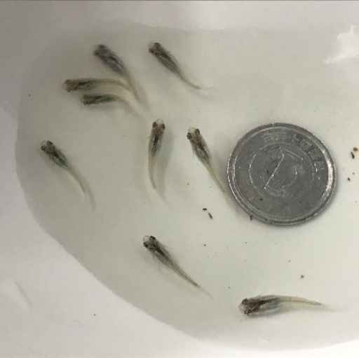 オロチ 青ラメ幹之めだか星河 螺鈿光月虹めだかより10匹 Aお選び可能です なんたろ 明峰のその他の中古あげます 譲ります ジモティーで不用品 の処分