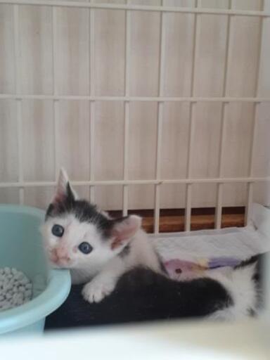 背中の模様が可愛い空音 そらね ちゃん生後約１ヶ月 おと 西焼津の猫の里親募集 ジモティー