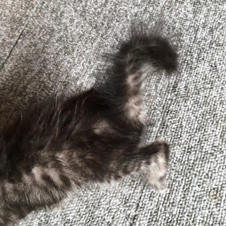 生後1か月ぐらいの仔猫ちゃん💕 - 三豊市
