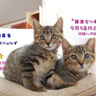 猫の譲渡会 IN 瀬戸 ～ ちーむにゃいんず ２０２０年９月０５日＆１９日開催の画像