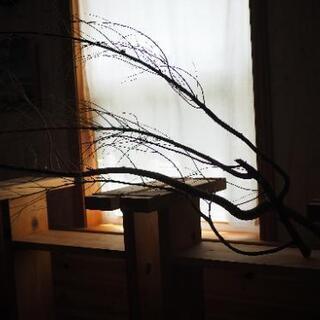 ユーカリの枝(2m)