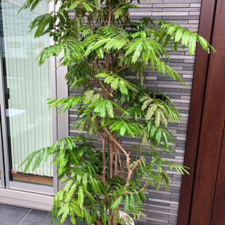 エバーフレッシュ　観葉植物　大型　大きいサイズ