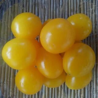 黄色いミニトマト