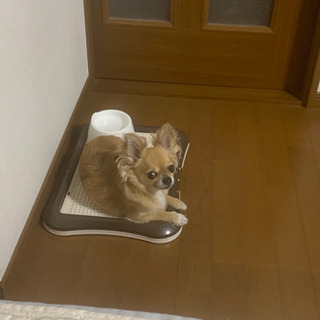 迷子犬の情報教えてください！