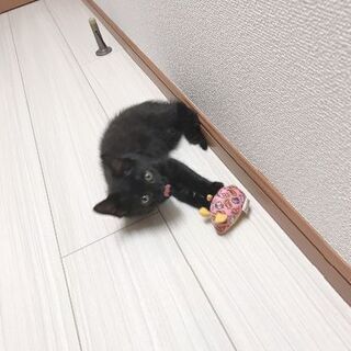 2ヶ月弱の黒猫の女の子 - 猫