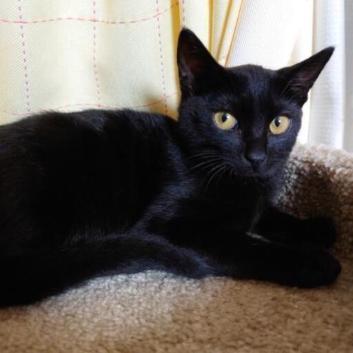 黒猫と黒白の子猫２匹 出来れば大人の猫さん１匹もいます みー 片倉の猫の里親募集 ジモティー