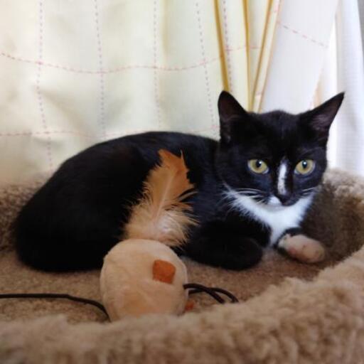 黒猫と黒白の子猫２匹 出来れば大人の猫さん１匹もいます みー 片倉の猫の里親募集 ジモティー