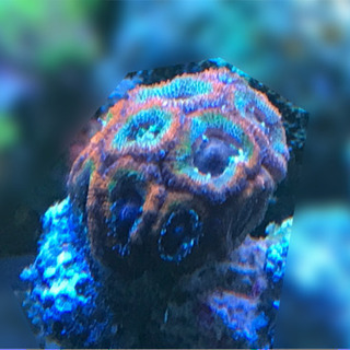 カクオオトゲキクメイシ　サンゴ