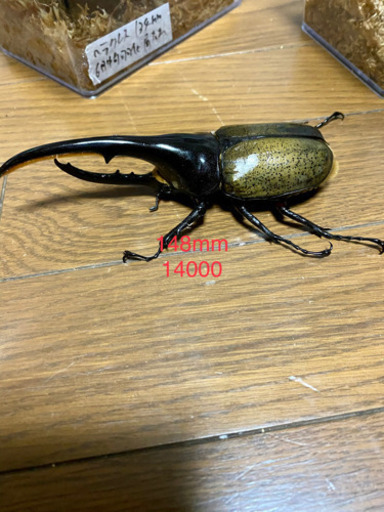 ヘラクレスオオカブト