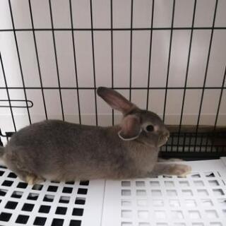 うさぎ ネザーランドドワーフ 生後3ヶ月 ぴえーる ドーム前のその他の里親募集 ジモティー