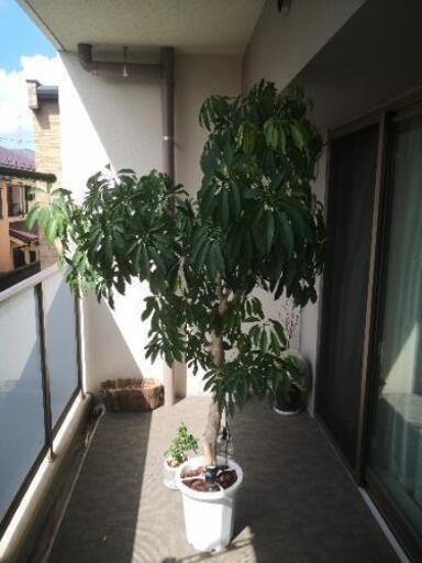 ★期間限定値引き★大きい観葉植物