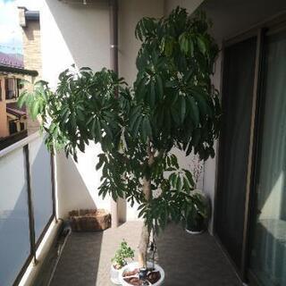 期間限定値引き 大きい観葉植物 Alba Com Gt