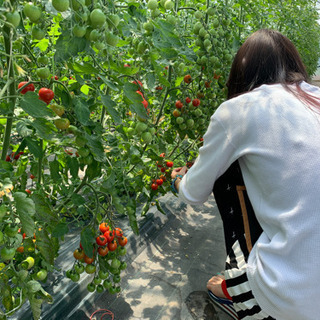 ミニトマト収穫作業してくれる方【急募】時給1000円
