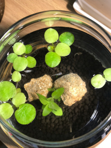 決まりました グラスリウム メダカ ミナミヌマエビ かねごん 淵野辺のその他の中古あげます 譲ります ジモティーで不用品の処分