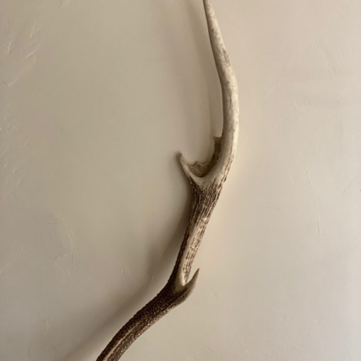 鹿の角　対　頭付き　70cm 鹿の角(フック付き) 70cm【同梱不可】 | あぎょう