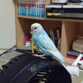 飼っていたインコが逃げてしまいました