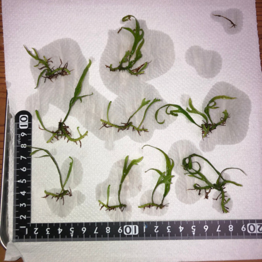水草 ミクロソリウムsp トライデントリーフ9株 溶岩石1個 Tantan 浦添前田のその他の中古あげます 譲ります ジモティーで不用品の処分