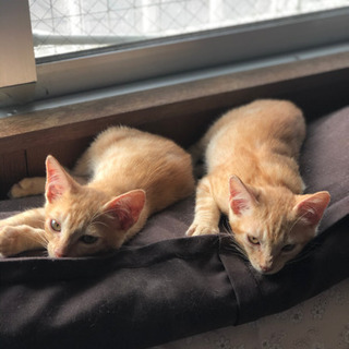 可愛い茶トラ 里親募集 ジモティー