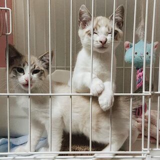 生後約2ヶ月の子猫 シャム系MIX 2匹一緒に迎えて頂ける方に - 里親募集