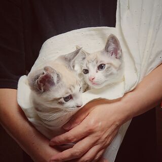 生後約2ヶ月の子猫 シャム系MIX 2匹一緒に迎えて頂ける方に − 北海道