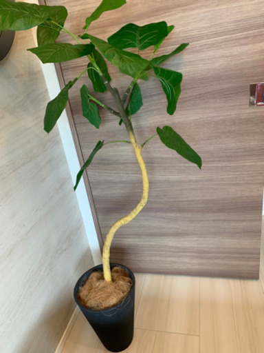 新品☆人工観葉植物　サイズ大きめ