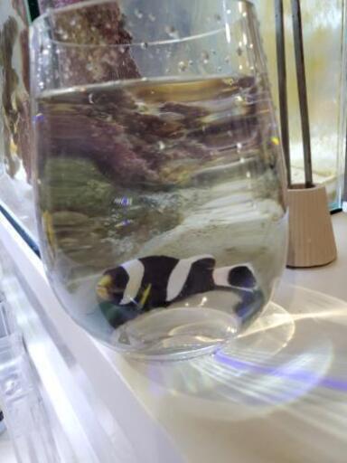 ホワイトチップアネモネフィッシュ生体海水魚ブラッククラウンクマノミカクレクマノミ S Koh 所沢の家具の中古あげます 譲ります ジモティーで不用品の処分