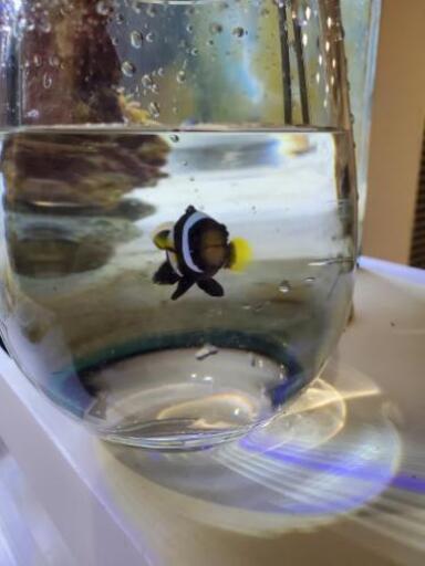 ホワイトチップアネモネフィッシュ生体海水魚ブラッククラウンクマノミカクレクマノミ S Koh 所沢の家具の中古あげます 譲ります ジモティーで不用品の処分