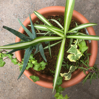 観葉植物と多肉植物の寄せ植え