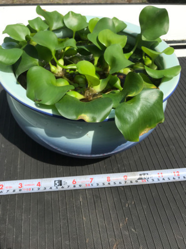 水蓮鉢睡蓮鉢メダカ 金魚に如何ですか プリン 立ケ花のその他の中古あげます 譲ります ジモティーで不用品の処分 水蓮鉢睡蓮鉢メダカ 金魚に如何ですか プリン 立ケ花のその他の中古あげます 譲ります ジモティーで不用品の処分
