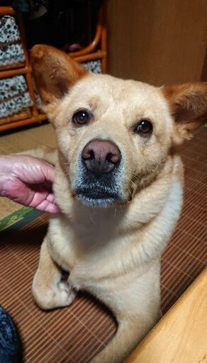 里親決定柴犬mixの男の子 飼い主に従順な忠犬ダイちゃん テツ アニサポクラブ 臼杵のその他の里親募集 ジモティー