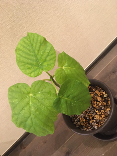 ウンベラータ ハートの葉の観葉植物 Tomo 東十条のその他の中古あげます 譲ります ジモティーで不用品の処分 ウンベラータ ハートの葉の観葉植物 Tomo 東十条のその他の中古あげます 譲ります ジモティーで不用品の処分