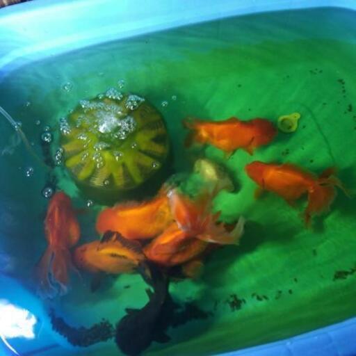 大型金魚。